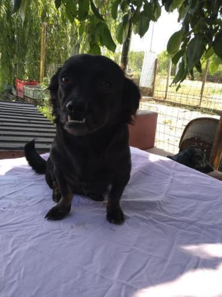 ❤🐾 LOTTI, eine Hunde-Miniausgabe