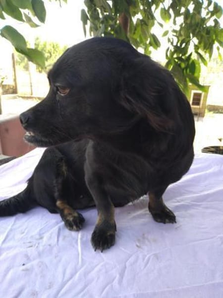 ❤🐾 LOTTI, eine Hunde-Miniausgabe