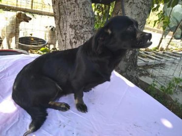 ❤🐾 LOTTI, eine Hunde-Miniausgabe