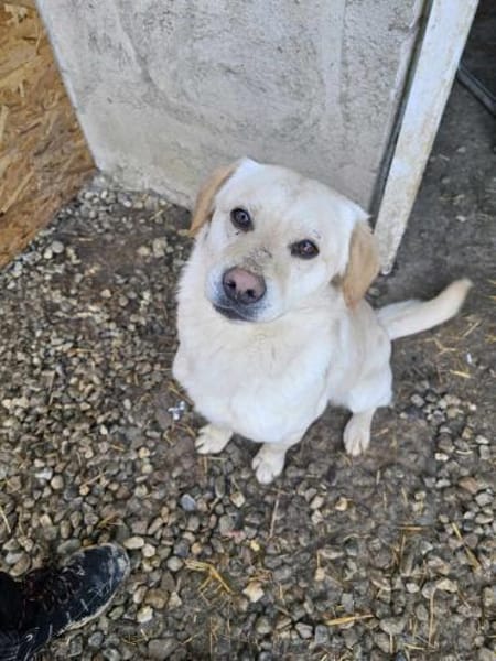 Mini-Labbi-Mix Sherlock sucht sein Heim!