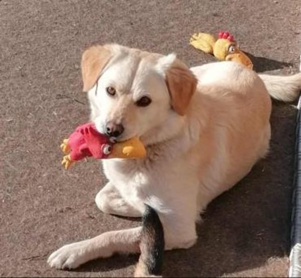 Mini-Labbi-Mix Sherlock sucht sein Heim!