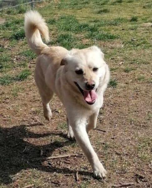 Mini-Labbi-Mix Sherlock sucht sein Heim!