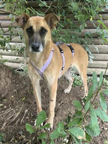 Sanfte Mirella sucht Herzensmenschen!