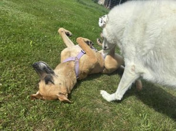 Sanfte Mirella sucht Herzensmenschen!