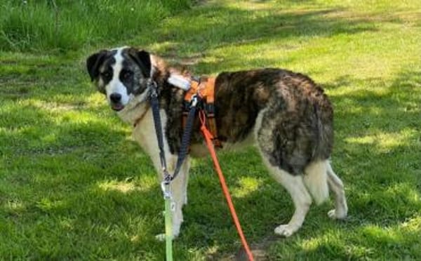 Hübsche Stella möchte aus dem Shelter