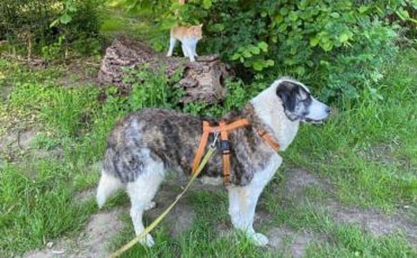 Hübsche Stella möchte aus dem Shelter