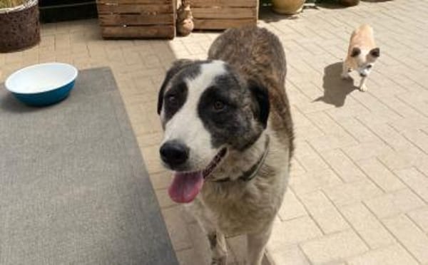 Hübsche Stella möchte aus dem Shelter