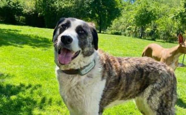 Hübsche Stella möchte aus dem Shelter