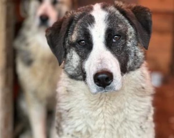 Hübsche Stella möchte aus dem Shelter