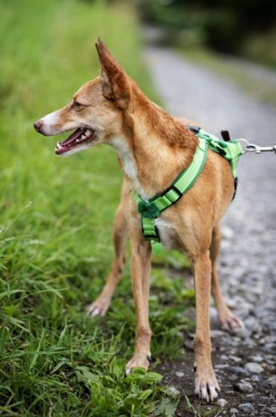 Tilly - kleiner Wirbelwind