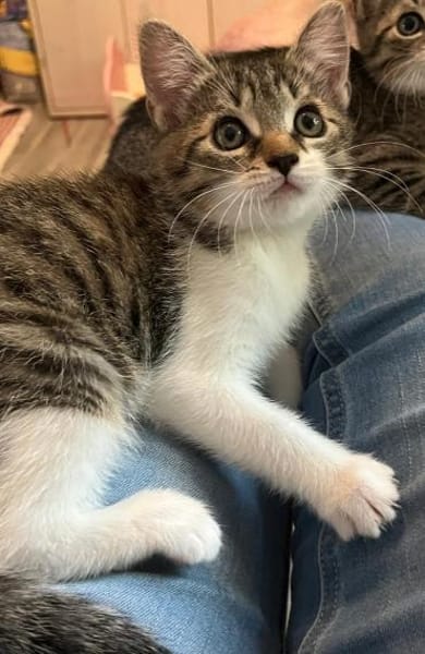 Darcy sucht ein liebevolles Zuhause