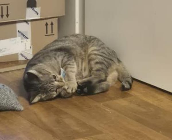 Josie sucht liebevolle Dosenöffner