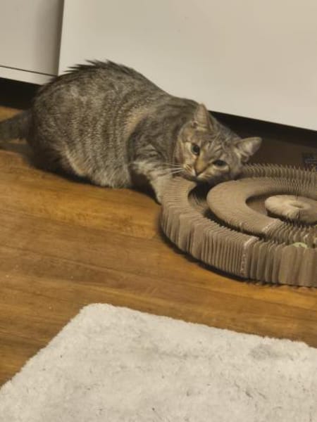 Josie sucht liebevolle Dosenöffner