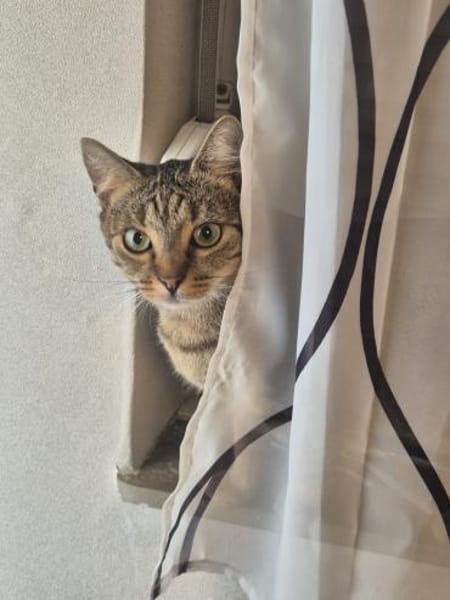 Josie sucht liebevolle Dosenöffner