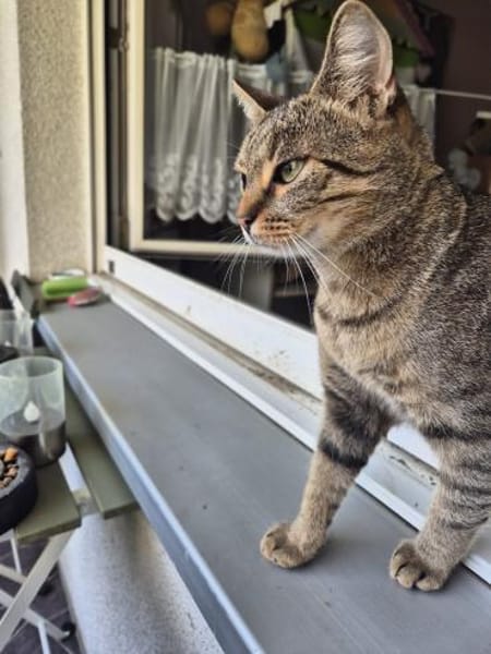 Josie sucht liebevolle Dosenöffner