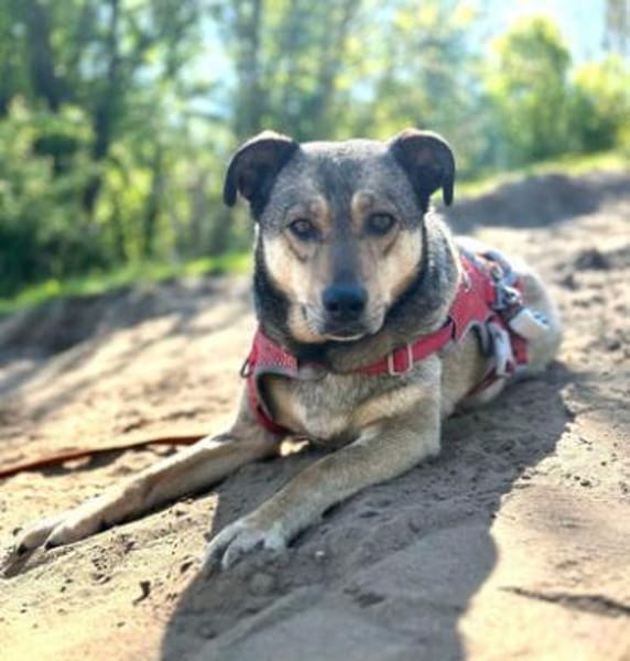 Mokka ist ein verschmuster Seelenhund!