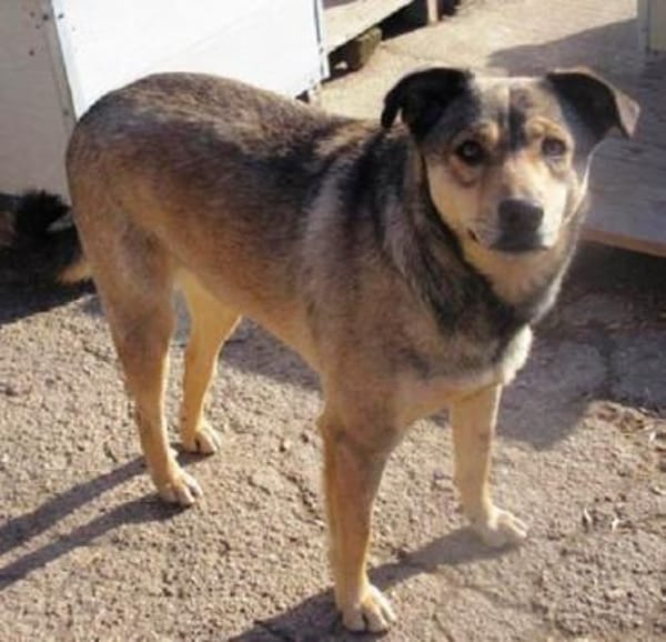 Mokka ist ein verschmuster Seelenhund!