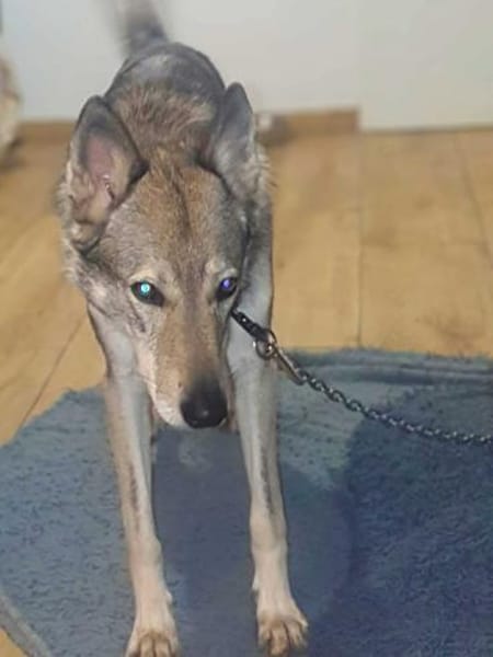 Floki