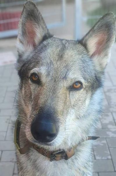 Floki