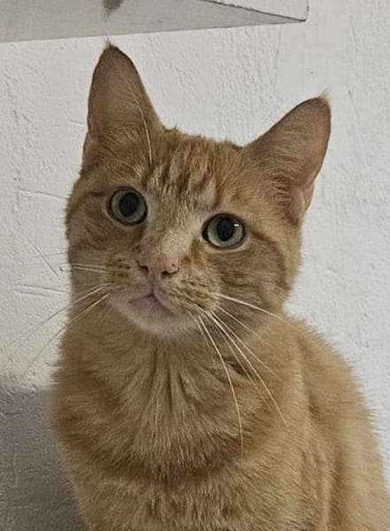 Casanova