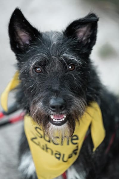Phoebe sucht ihr Für-Immer-Zuhause!
