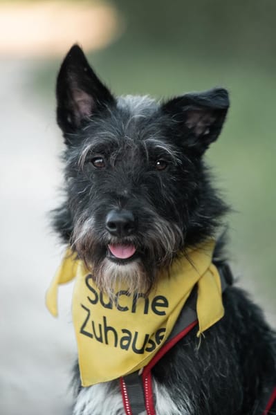 Phoebe sucht ihr Für-Immer-Zuhause!