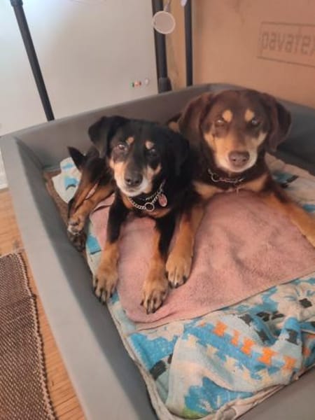 Lea und Lord liebenswertes Hundepärchen