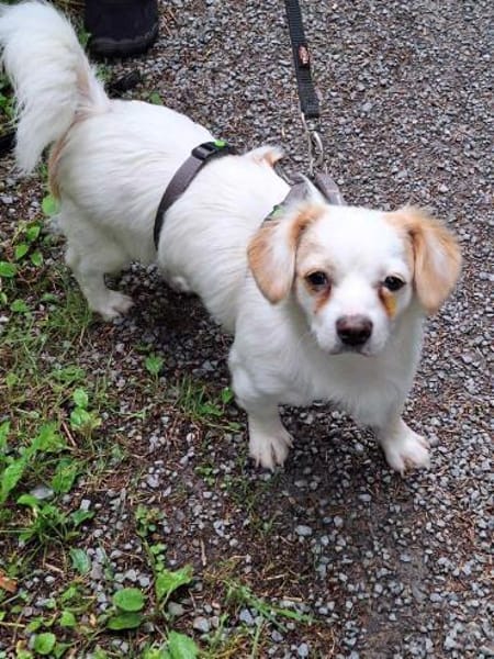 Minikleine Bonnie sucht ihre Menschen