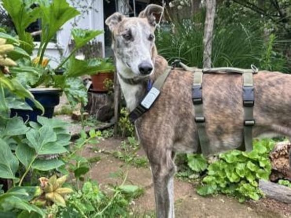 Anil - sanfter Windhund sucht