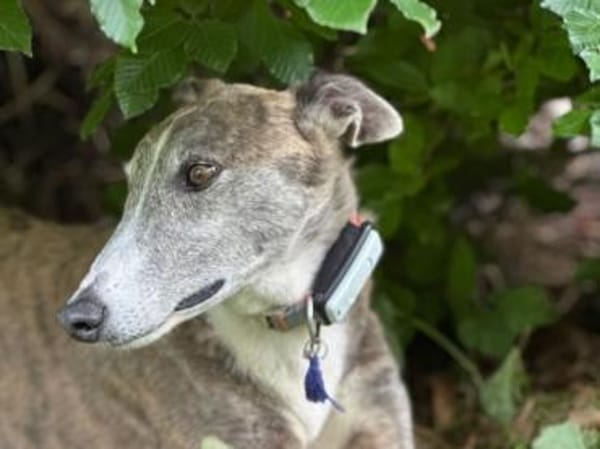 Anil - sanfter Windhund sucht