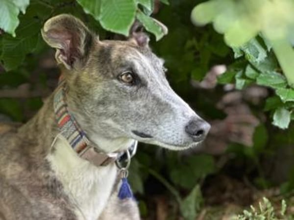 Anil - sanfter Windhund sucht