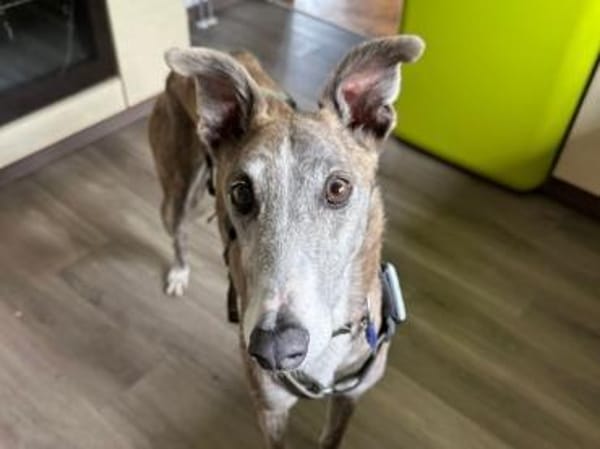 Anil - sanfter Windhund sucht