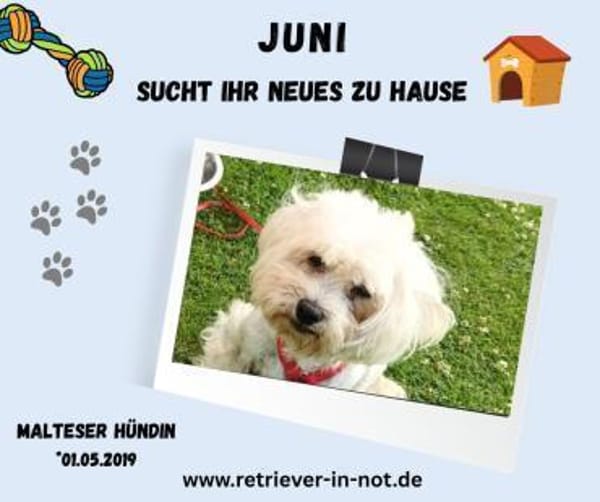 Juni sucht ihr Für-immer-Zuhause