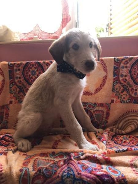 Sandro Spinone Italiano Mix