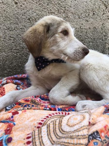 Sandro Spinone Italiano Mix