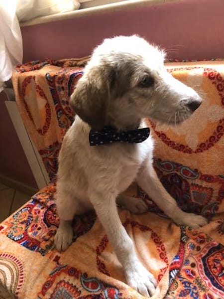 Sandro Spinone Italiano Mix