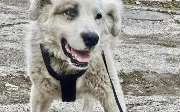 Unser Held Jorah sucht Zuhause