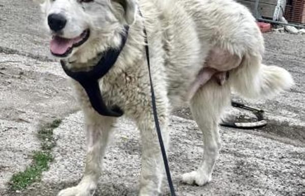 Unser Held Jorah sucht Zuhause