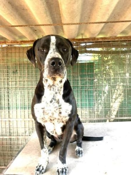 SPIKE - ein toller Hund..........