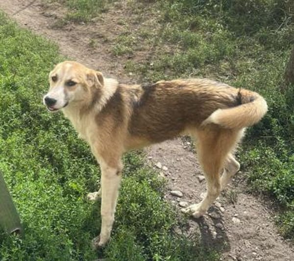 Sansa, hübsches Hundemädchen sucht