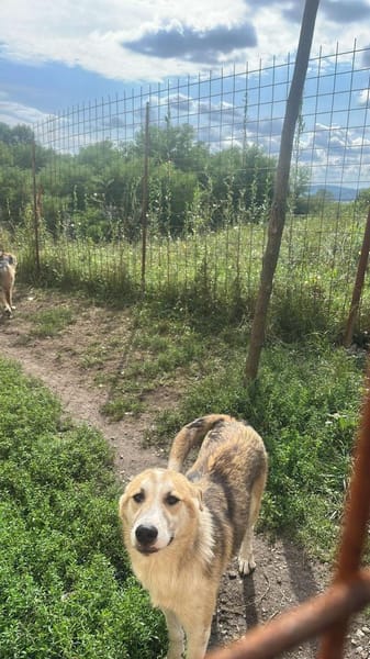 Sansa, hübsches Hundemädchen sucht