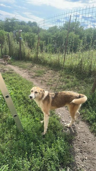 Sansa, hübsches Hundemädchen sucht