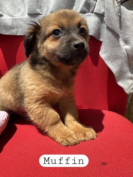 VILLE❤🐾 sucht noch seine Familie