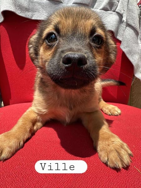 VILLE❤🐾 sucht noch seine Familie