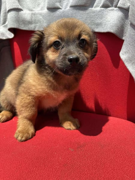 VILLE❤🐾 sucht noch seine Familie