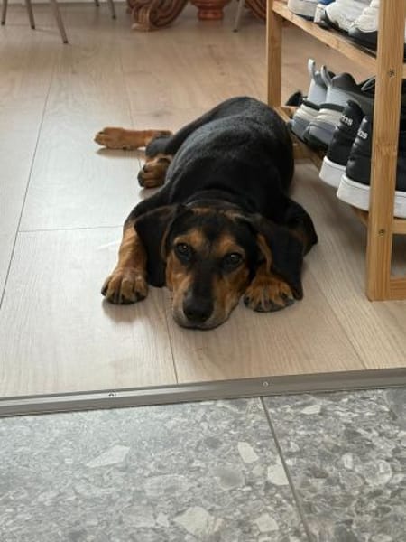 Zuckersüße 🐾💕Sky🐾💕 sucht ihr Zuhause