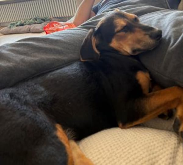 Zuckersüße 🐾💕Sky🐾💕 sucht ihr Zuhause