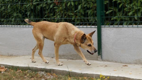 EDORA