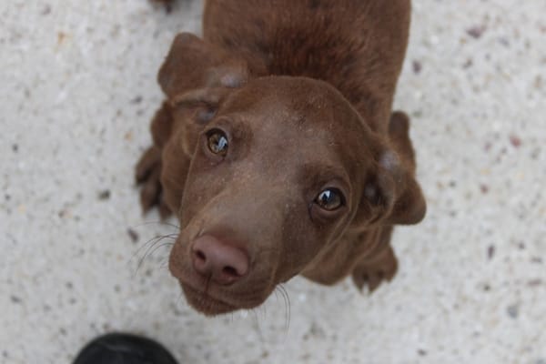 DOBBY