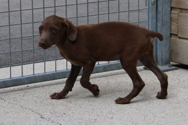 DOBBY